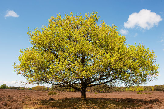 Beech tree in landscape