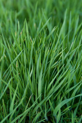 Fototapeta na wymiar текстура травы