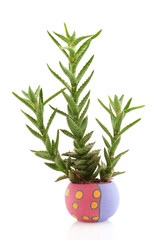Prickly succulent plant