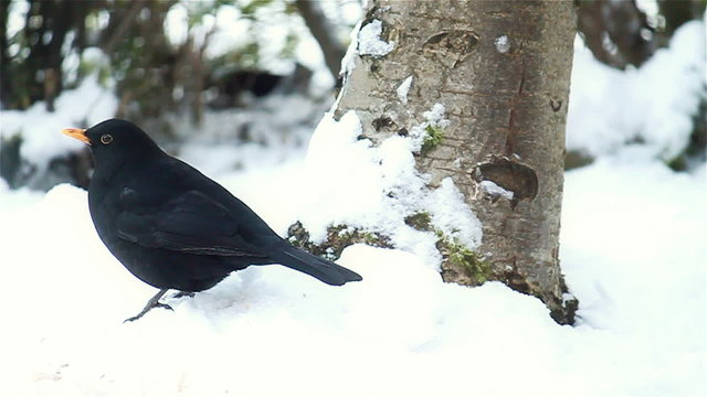 Blackbird Poops in the Snow