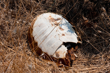 Dead rotten sea turtle