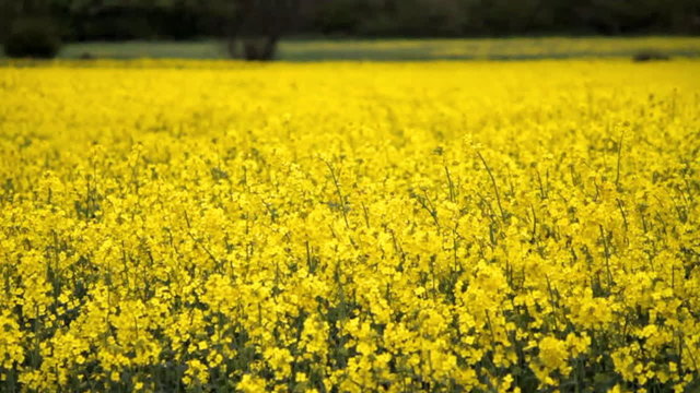 Rapeseed Field Swaying In The Wind