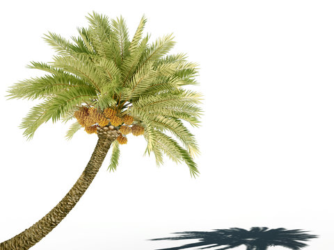 palm tree 3dcg