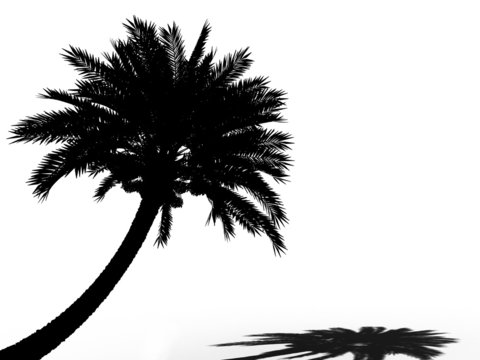 palm tree silhouette 3d cg