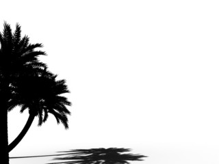 palm tree silhouette outline 3d cg