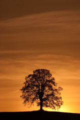 Lonely tree on the hill at sunrise