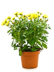 flower in pot