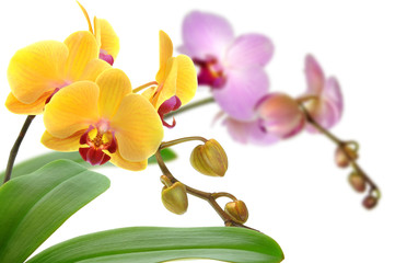 Orchideen 52.1