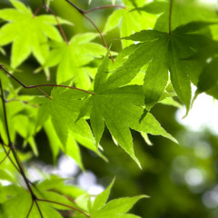 Spring leaves close-up