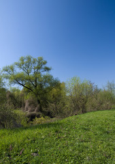 Obraz premium Spring