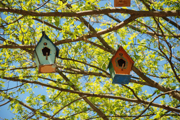 bird's nest in a tree