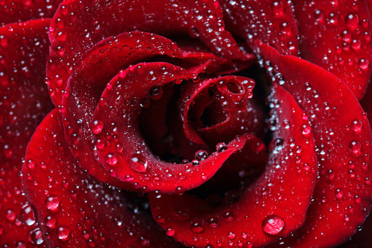 Roses With Dew Drops Images – Browse 36,569 Stock Photos, Vectors, and  Video | Adobe Stock
