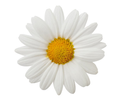 G&auml;nsebl&uuml;mchen inclusive Beschneidungspfad