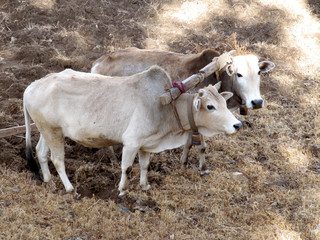 Rinder auf dem Feld