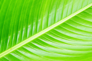 Closeup Of A Leaf Showeing the texture