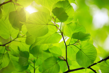 Beautiful green leaves