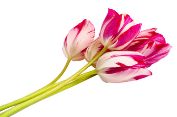 Bouquet of pink tulips