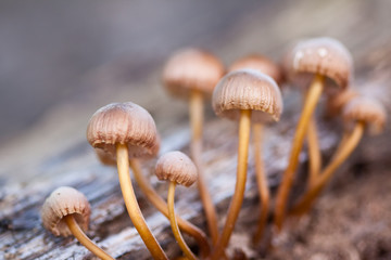 Mushrooms