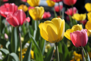 tulpen