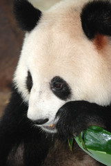 Obraz premium giant panda bear