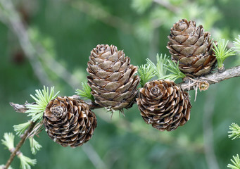 European Larch foliage and cones