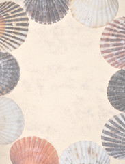 Hintergrund Herzmuscheln © Sandra Thiele