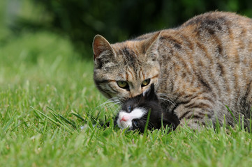 Katze mit Kätzchen