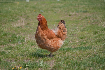 red chicken