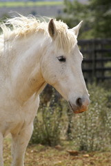 Obraz premium Koń Camargue