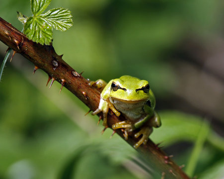 Green tree frog sitting on the twig