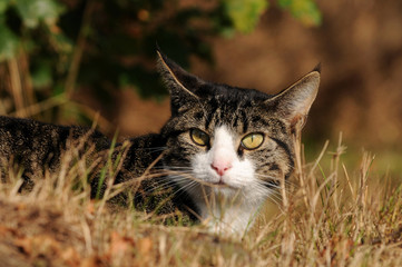 Getigerte Katze im Gras