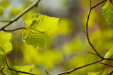 Young leaves