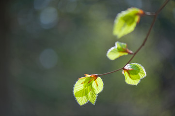 Young leaves