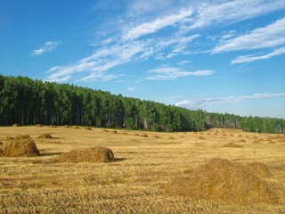 Fototapeta premium Поле