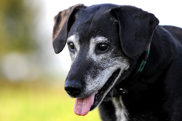 Alter schwarzer Hund