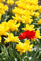 tulip field in spring