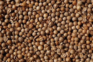 Coriander seed