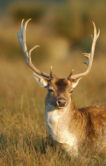 Fallow deer buck (Cervus dama), Europe