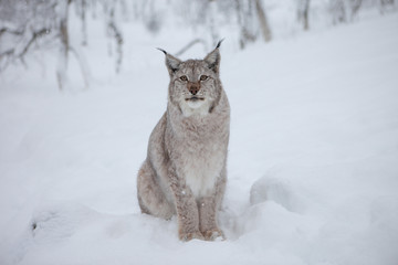 A Male Lynx in Norway