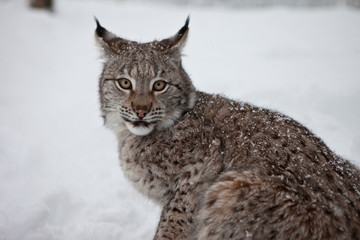 Naklejka premium Female Lynx in Norway