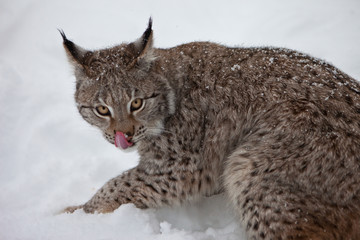 A female Lynx Licking its Lips