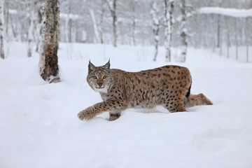A female Lynx running