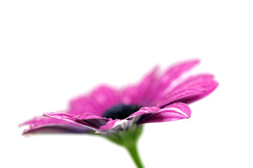 Purple Daisy, Isolated on White