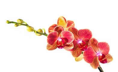 Orchideenrispe