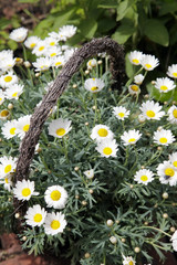 Margeriten im heimischen Garten © D. Ott