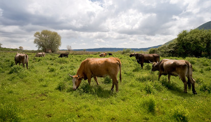 Naklejka na ściany i meble Krowy w polu