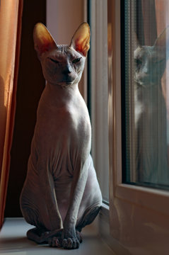 Sphinx cat