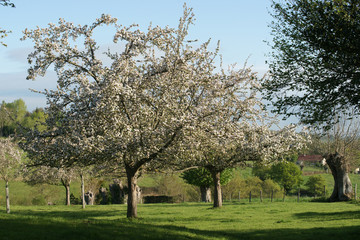 Obraz premium Paysage campagne 22