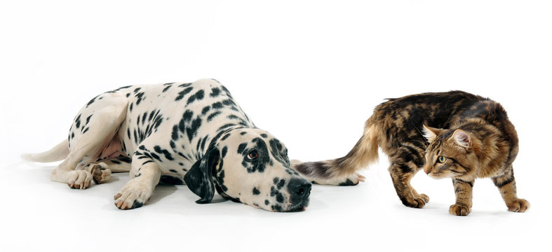 dalmatien