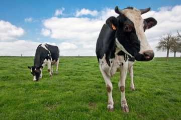 Fototapeta na wymiar Cow standing in the meadow